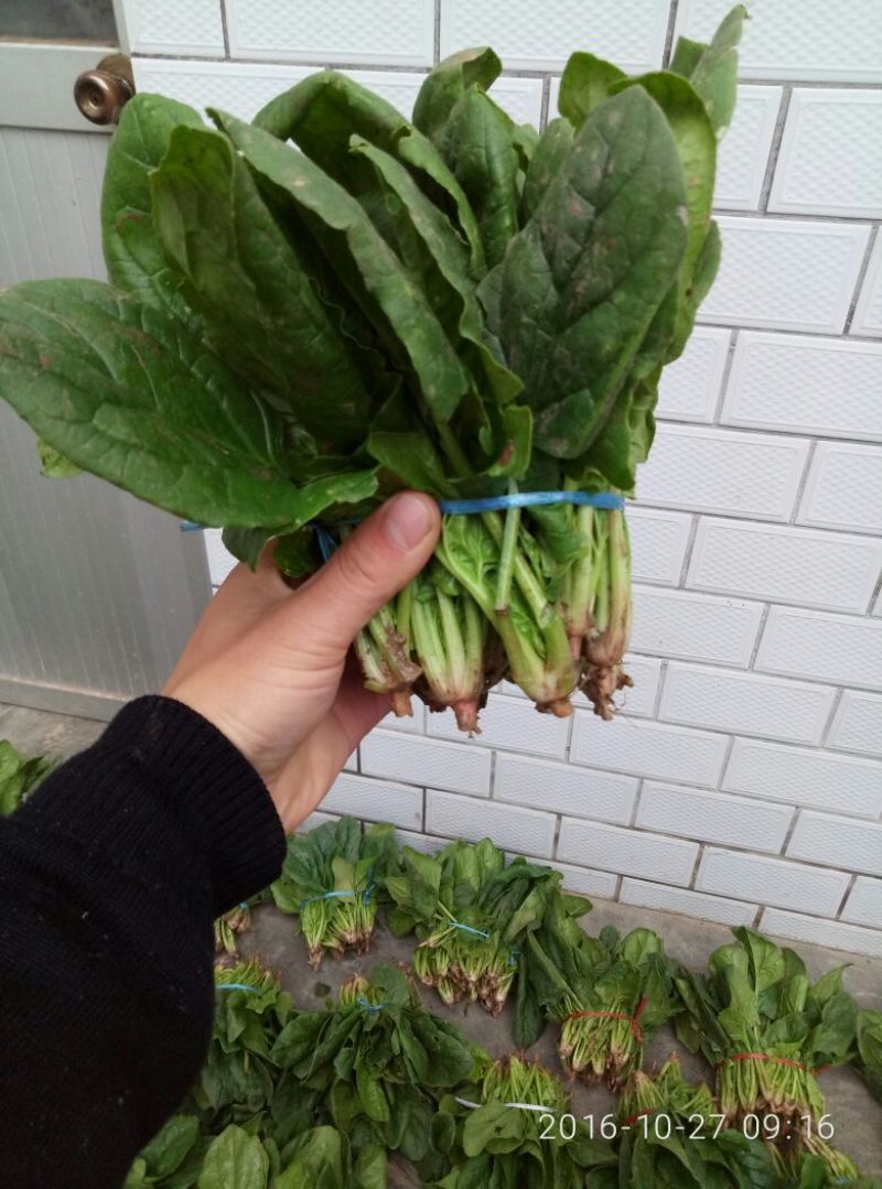 菠菜15~20厘米