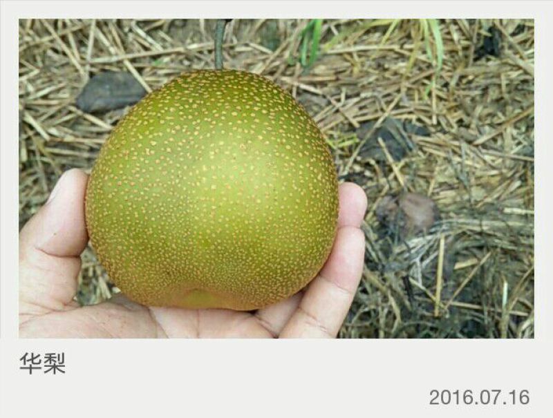 华梨旧口沙梨湖北沙梨基地