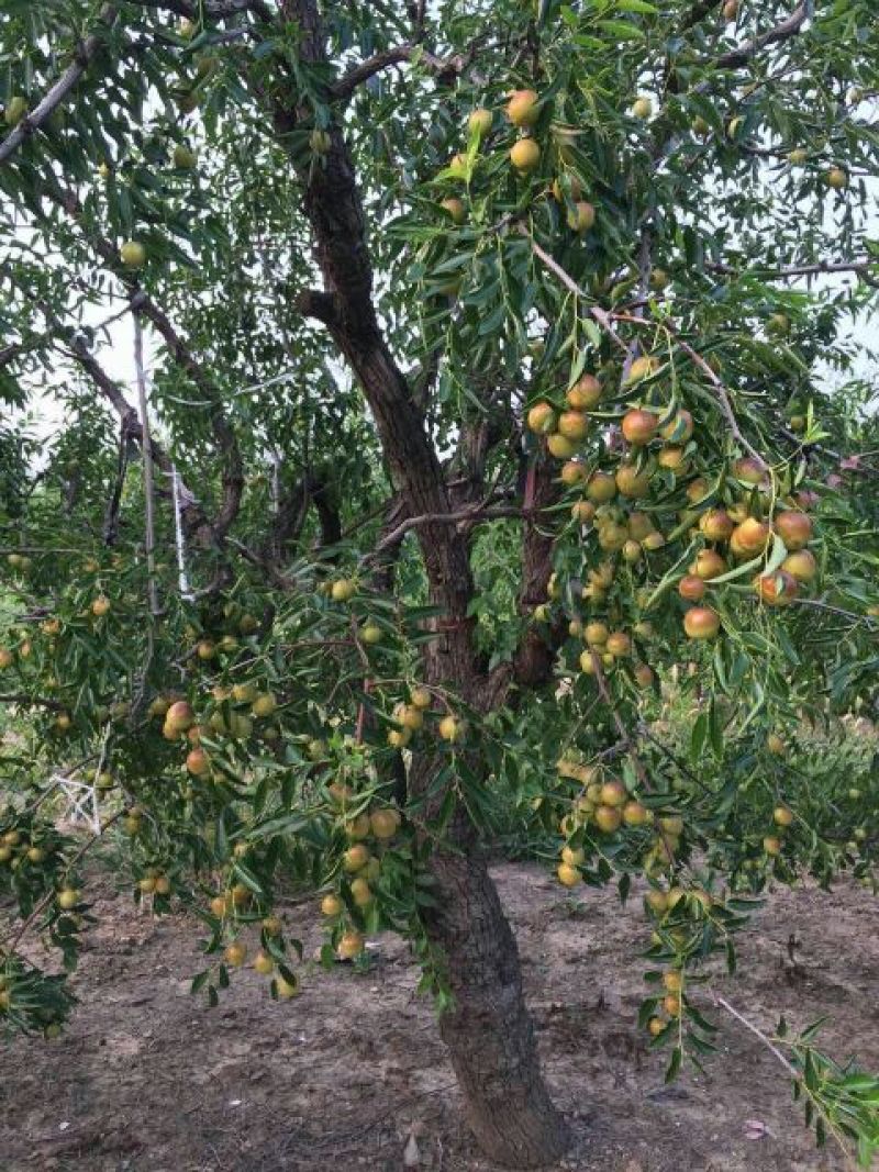 红枣通货鲜枣
