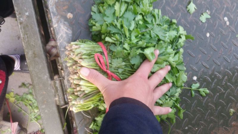 大叶铁杆青香菜20~25厘米以上