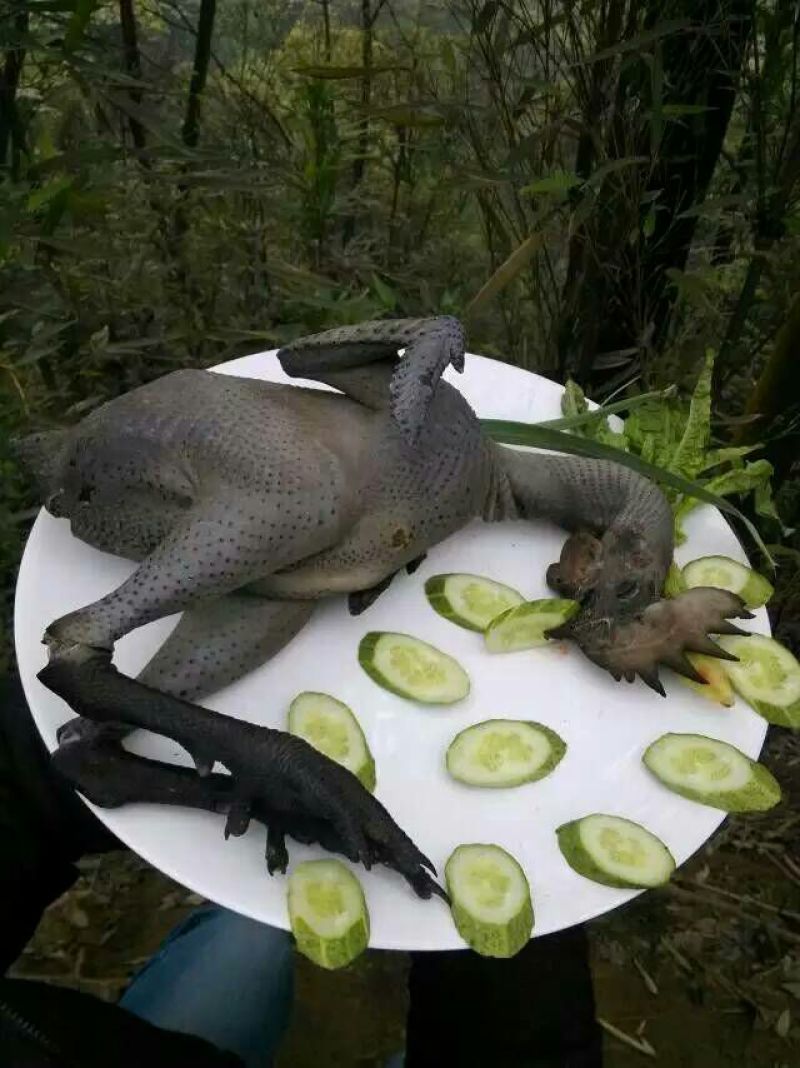 乌鸡