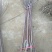 苹果树苗70~80cm