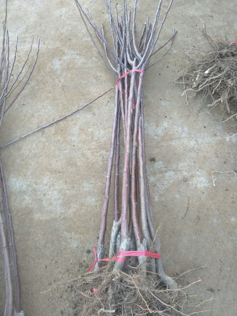 苹果树苗70~80cm