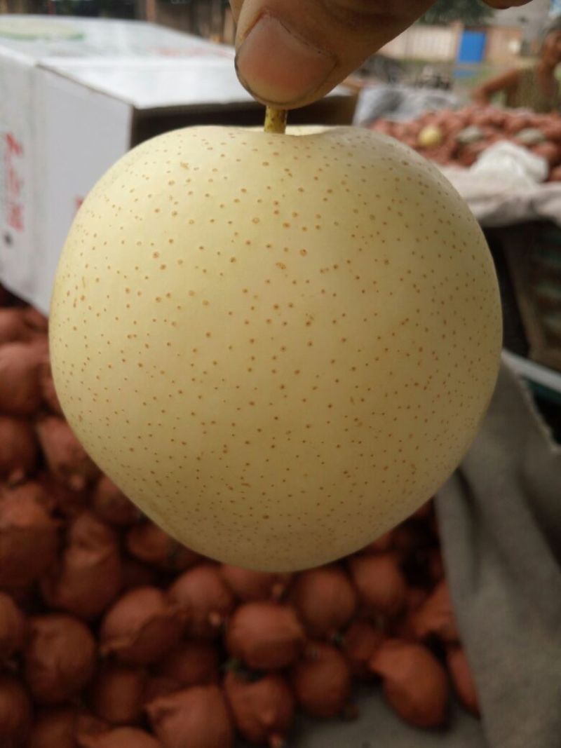 皇冠梨200~250g纸袋