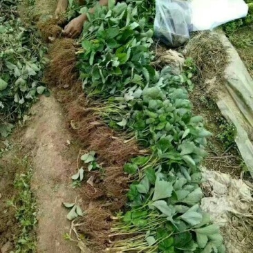 草莓苗红颜草莓苗全明星草莓苗章姬草莓苗