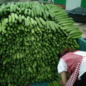 苦瓜货量大刚上市质量好