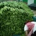 苦瓜货量大刚上市质量好