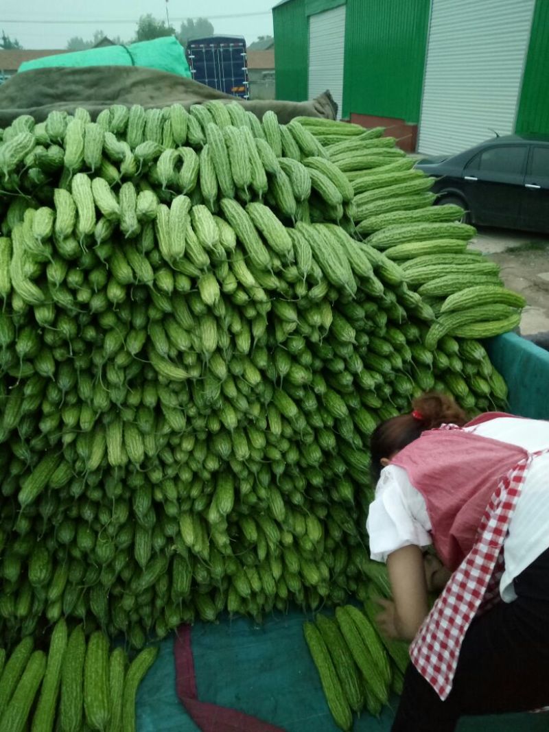 苦瓜货量大刚上市质量好