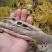 紫藤3~4cm1~1.5米