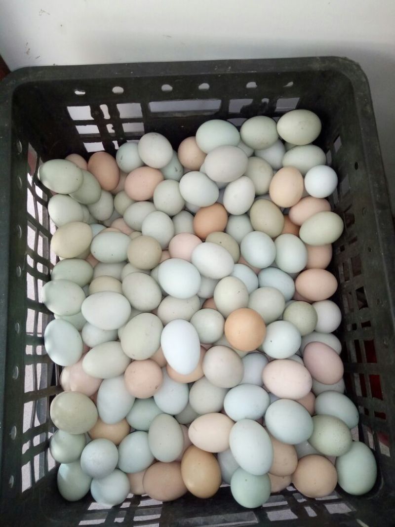 绿壳鸡蛋食用50g以下