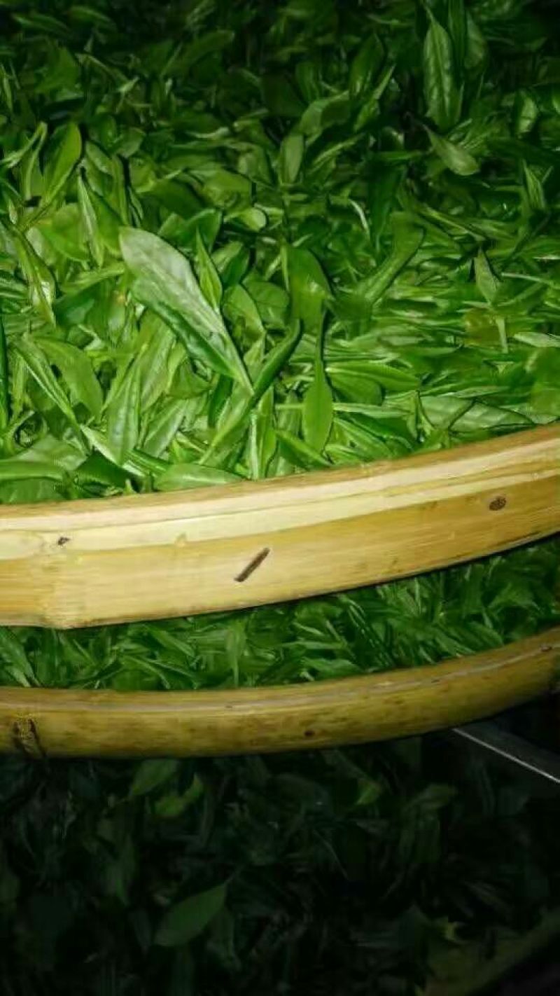 观音茶一级