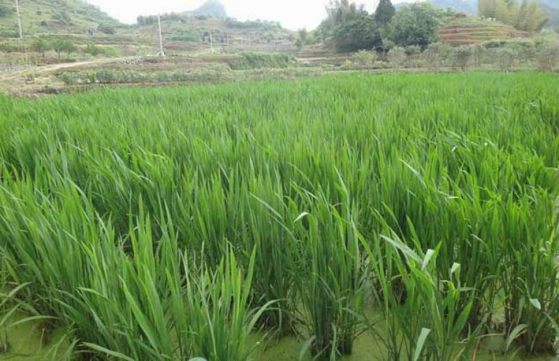 特早熟双季茭白带壳