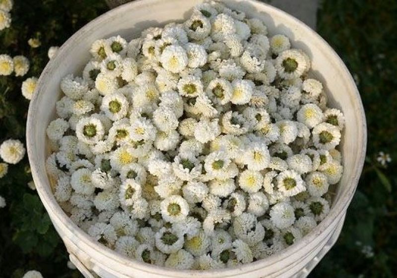 菊花茶