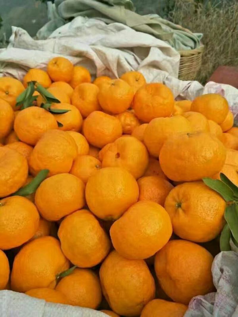 椪柑清江椪柑，自产自销量大从优欢迎订购