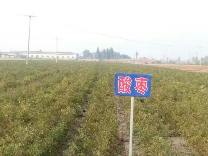 枣树苗80~110cm