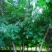 速生白蜡8~10cm6~8cm
