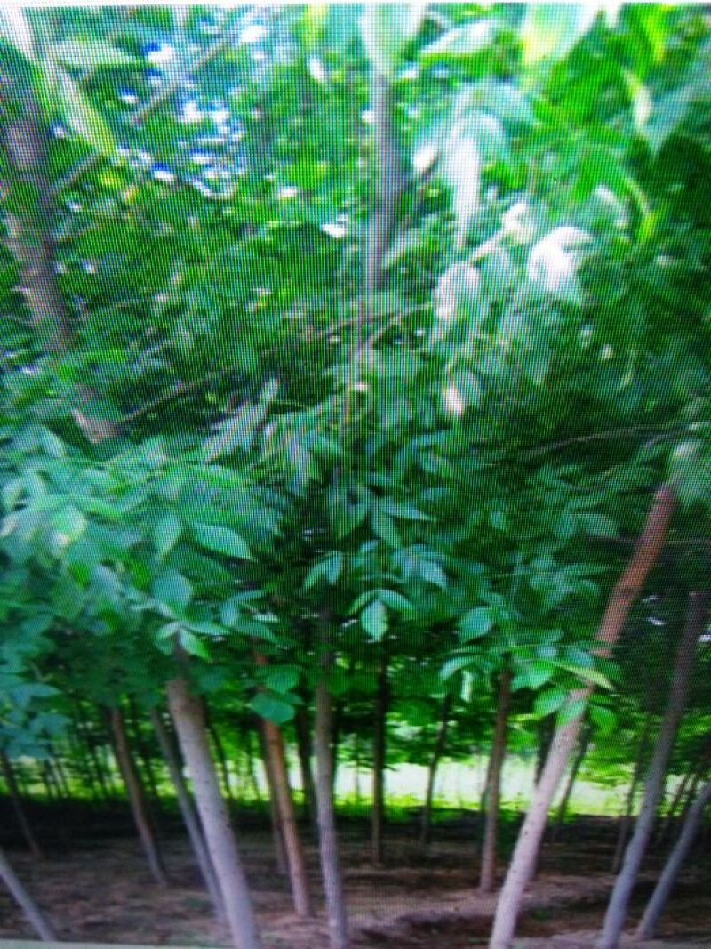 速生白蜡8~10cm6~8cm