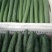 密刺黄瓜干花带刺30公分以上！！！预售中！！！！