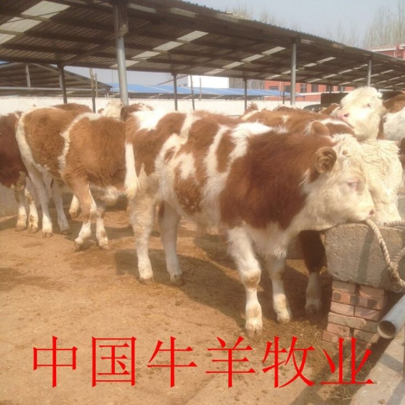 西门塔尔牛犊，纯种西门塔尔牛牛犊100~200kg