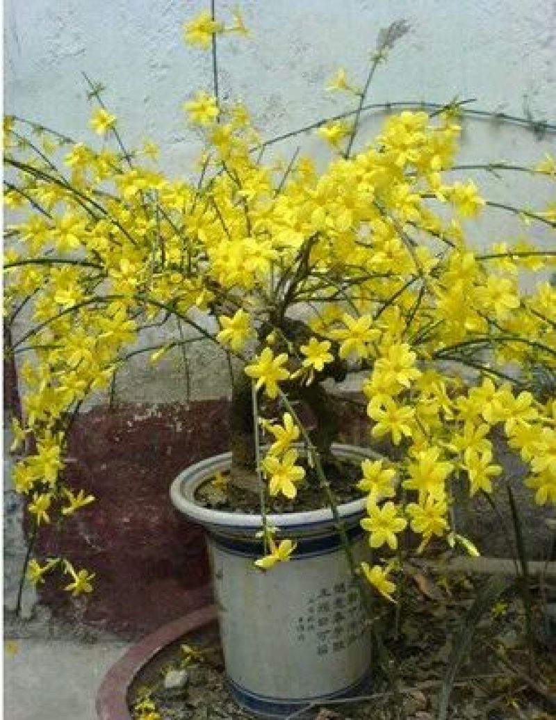 迎春花1~1.5米