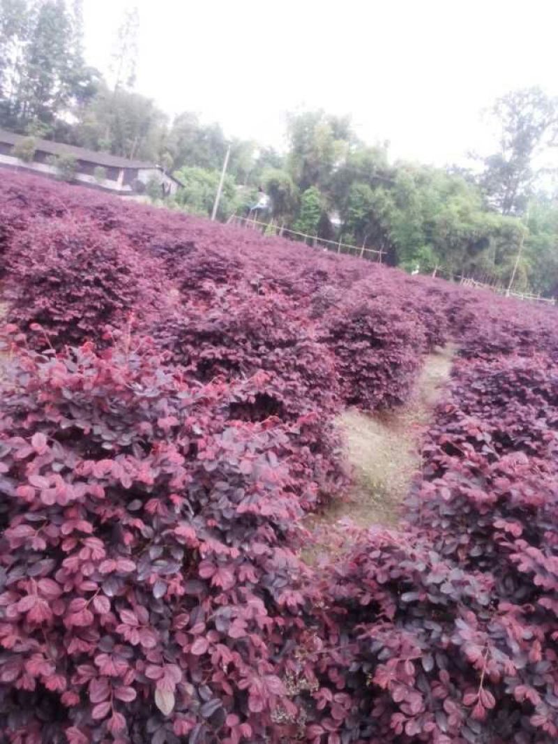 红花继木2cm以下