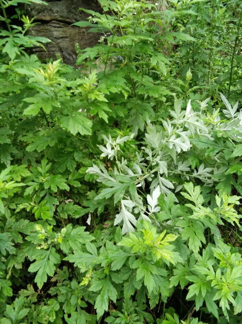 艾草，鲜艾，干艾，全科艾，纯艾叶，量大从优，欢迎咨询订