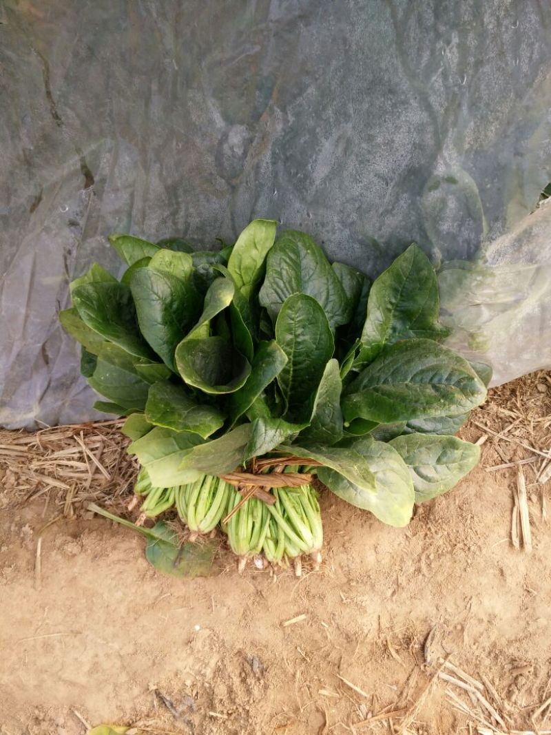 大叶菠菜20~25厘米