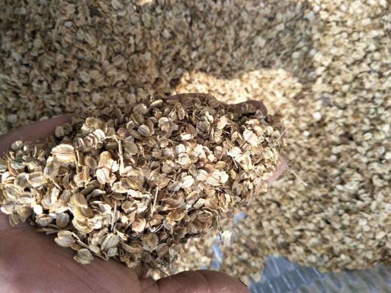 白芷种子白芷籽白芷种苗，药材籽，白芷