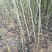 麻核桃苗50~100cm一年苗