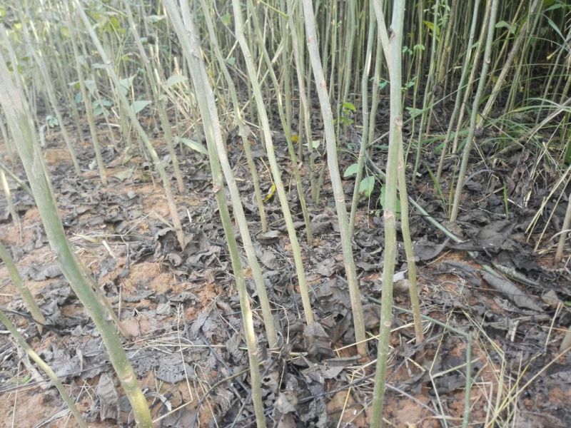 麻核桃苗50~100cm一年苗
