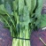 大叶菠菜