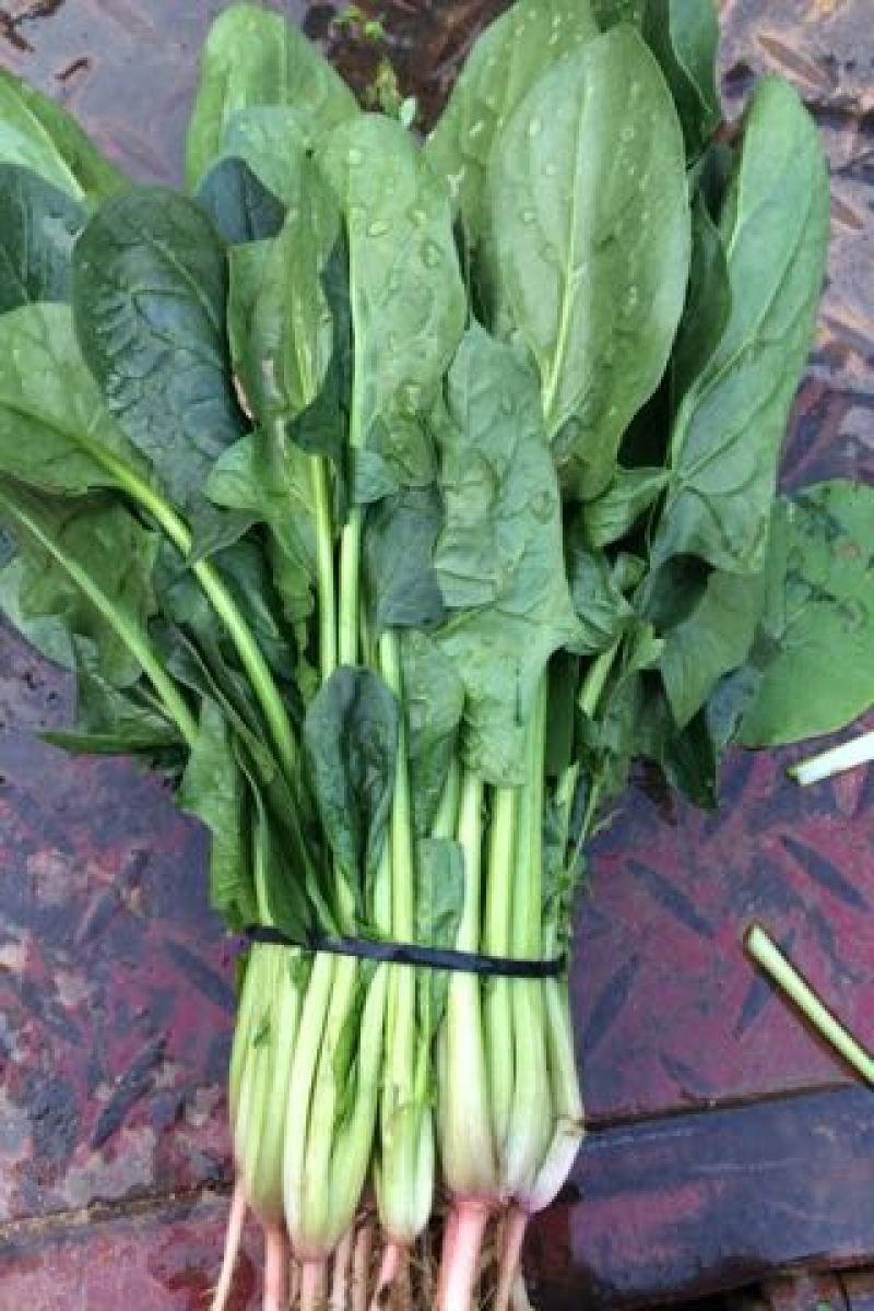 大叶菠菜