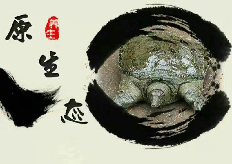 生态甲鱼2.5~3斤