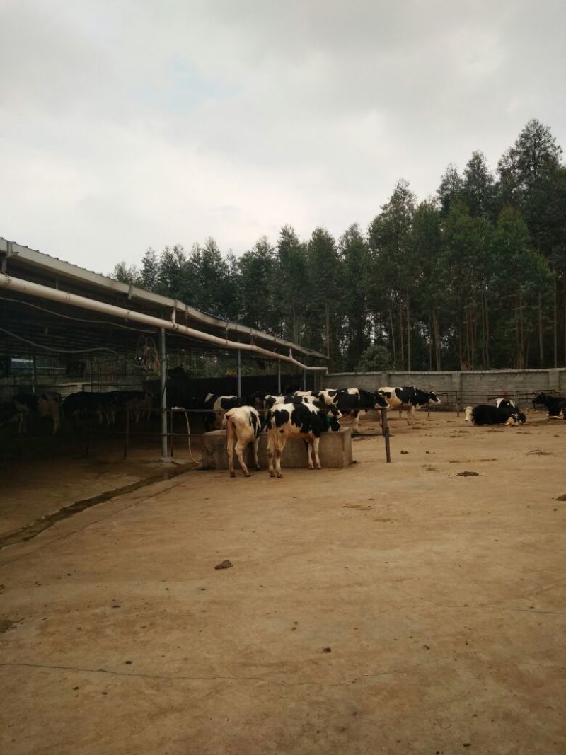 牛奶