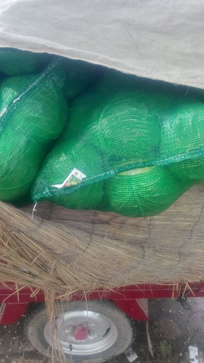 甘蓝金乡县甘蓝供应精品
