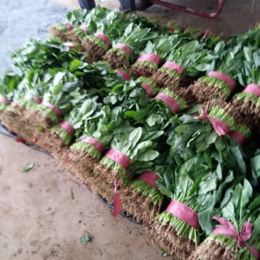 黑叶菠菜15~20厘米