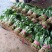 黑叶菠菜15~20厘米