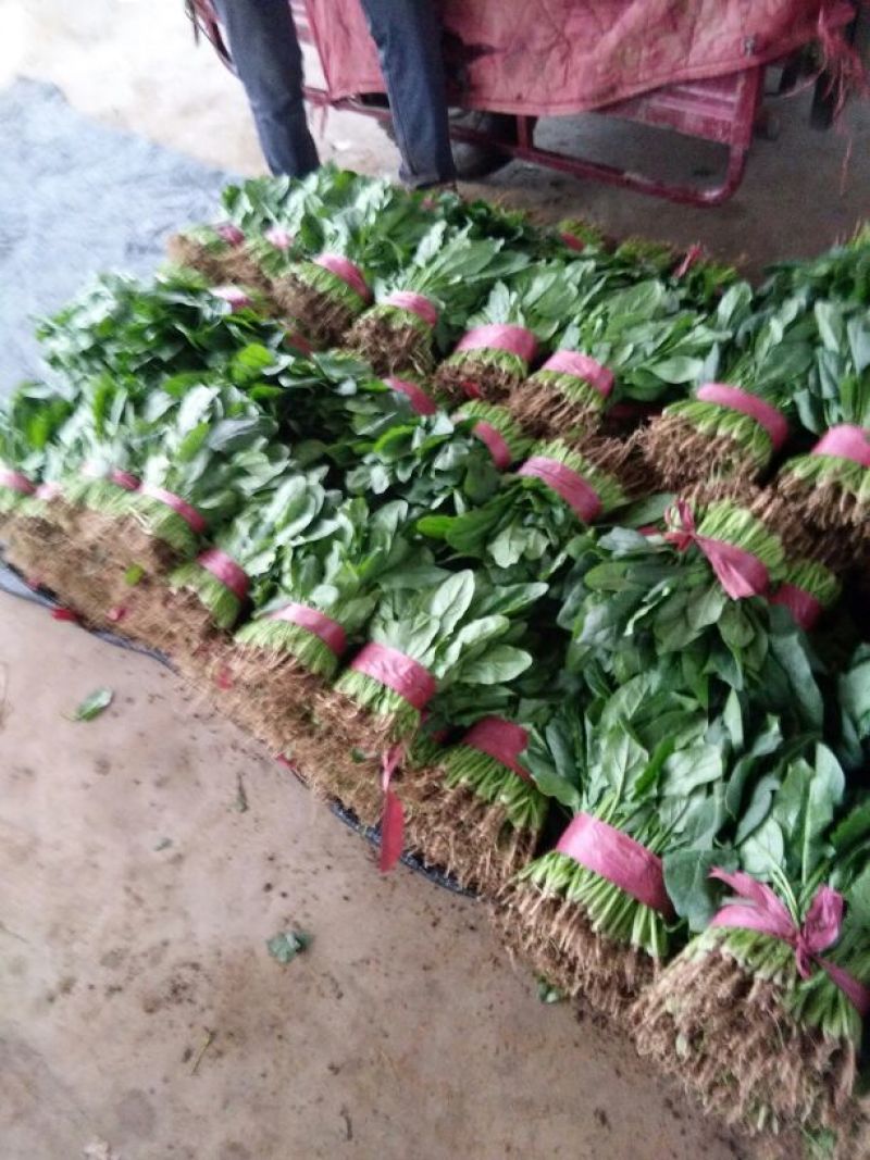 黑叶菠菜15~20厘米
