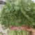 大叶香菜滑县香菜20~25厘米以上精品发全国