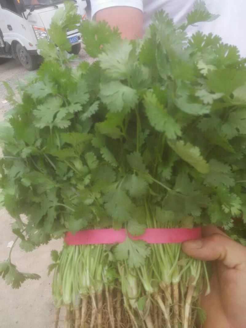 大叶香菜滑县香菜20~25厘米以上精品发全国