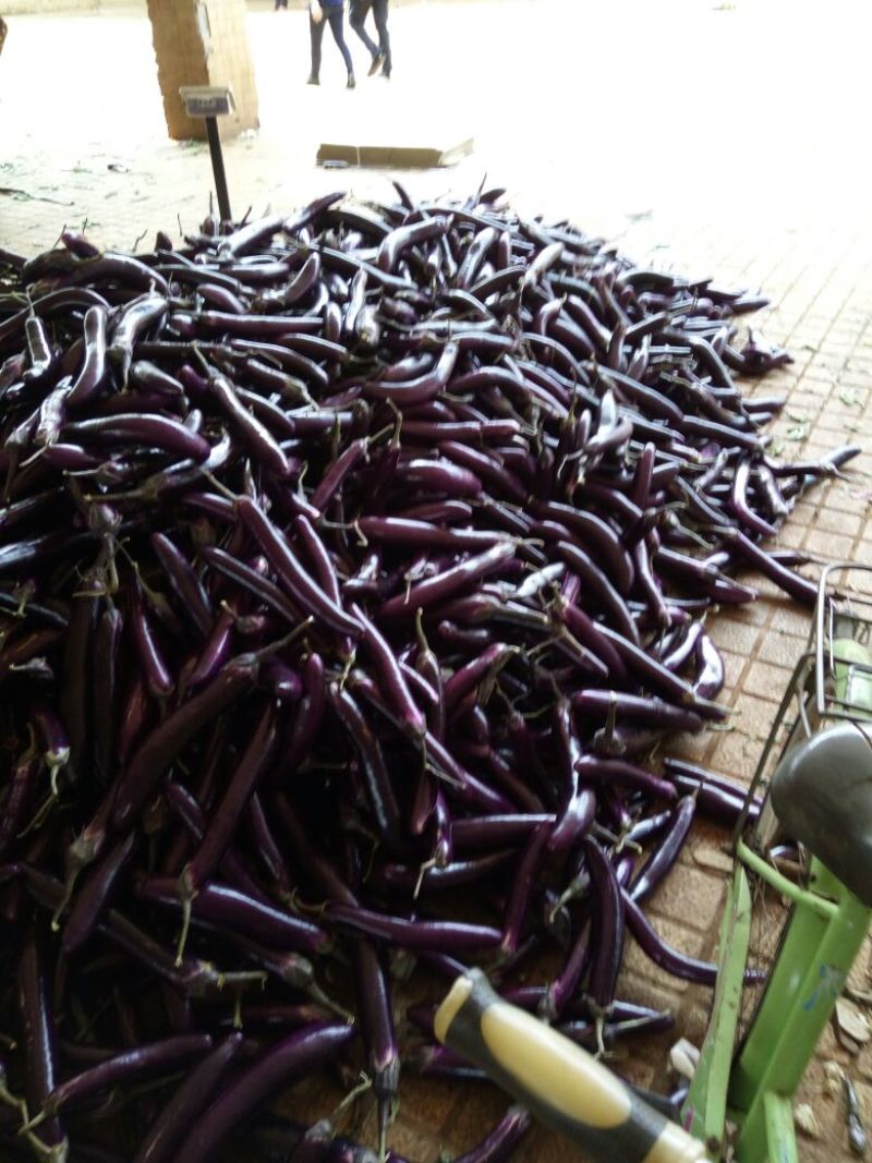 徐闻县精品紫红茄，7两以上，现大量上市，需要的联系我