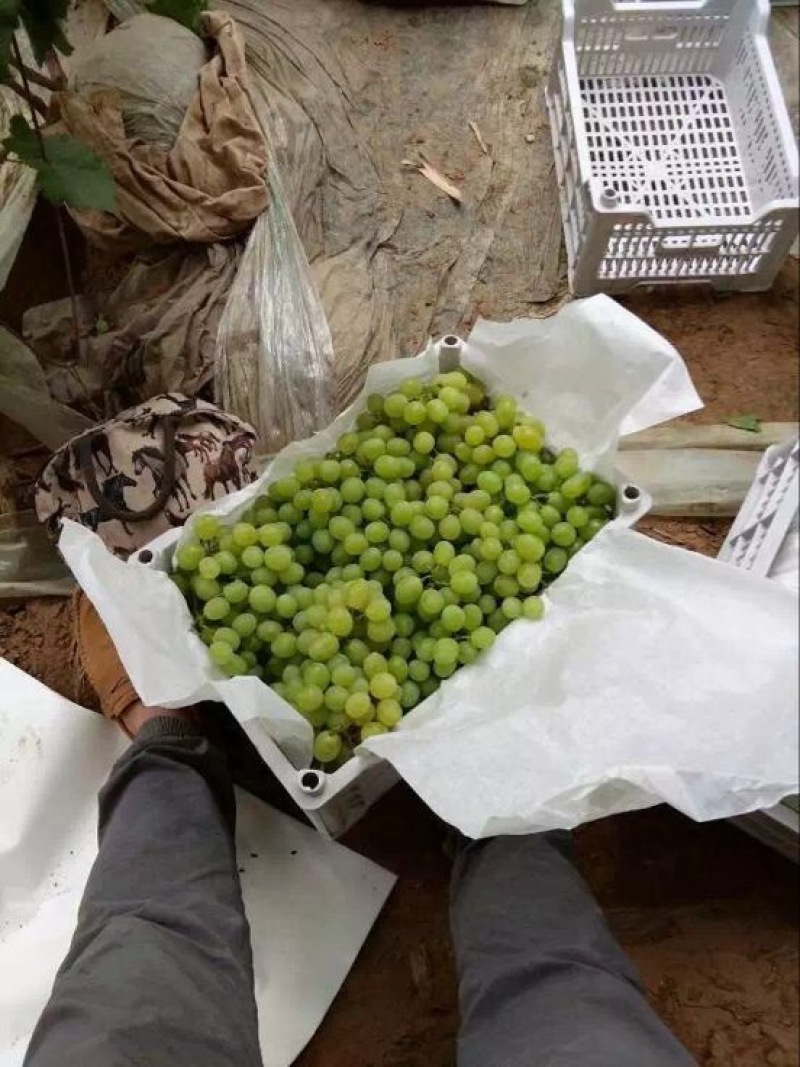 河北饶阳温室冷棚维多利亚，阳光玫瑰葡萄基地代购代销。