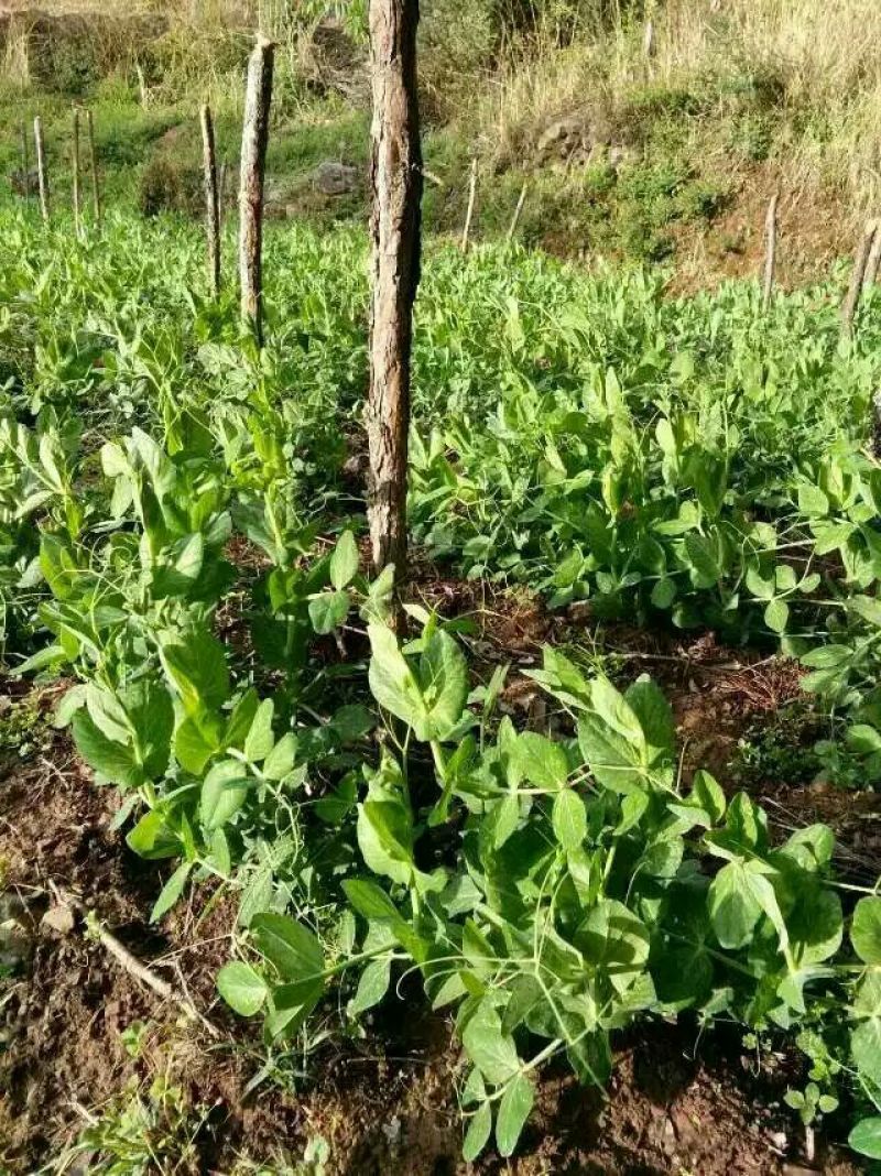 豌豆种子长寿豆种子山地大王豌豆种子