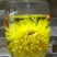 菊花茶