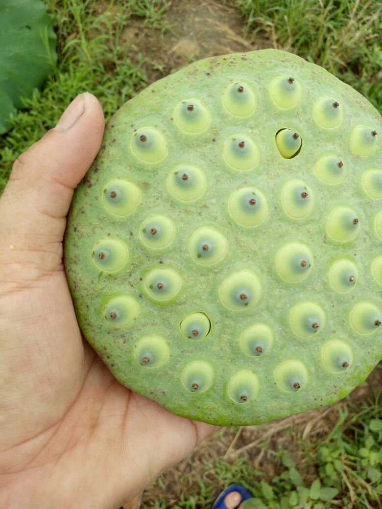 驻马店众信农副产品综合批发市场莲蓬 8cm以