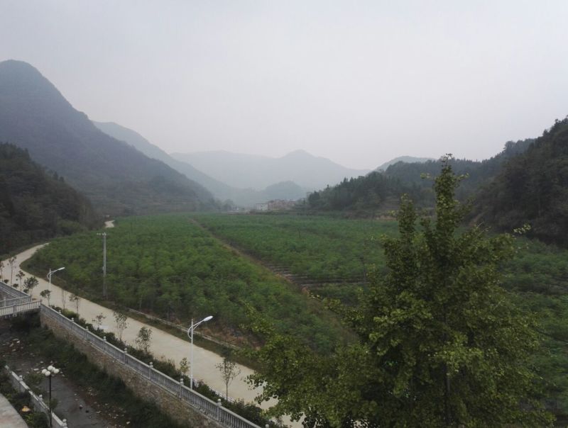 辣木茶特级