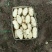 肥城新土豆荷兰十五土豆大量供应中2两以上