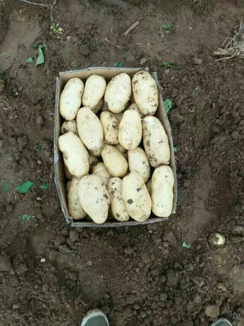 肥城新土豆荷兰十五土豆大量供应中2两以上