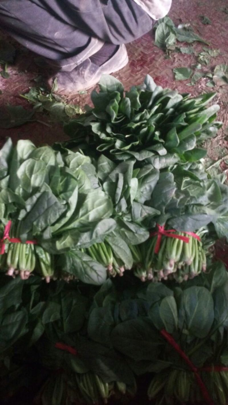 大叶菠菜