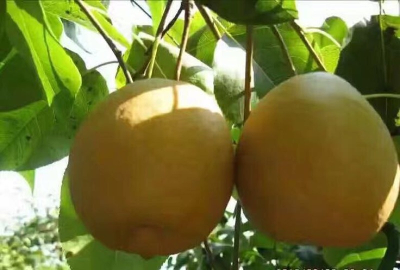 金翠香梨